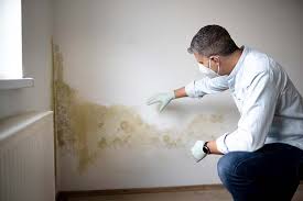 Best Black Mold Removal  in Valrico, FL